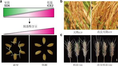 我国科学家找到调控水稻、小麦穗发芽的“开关”