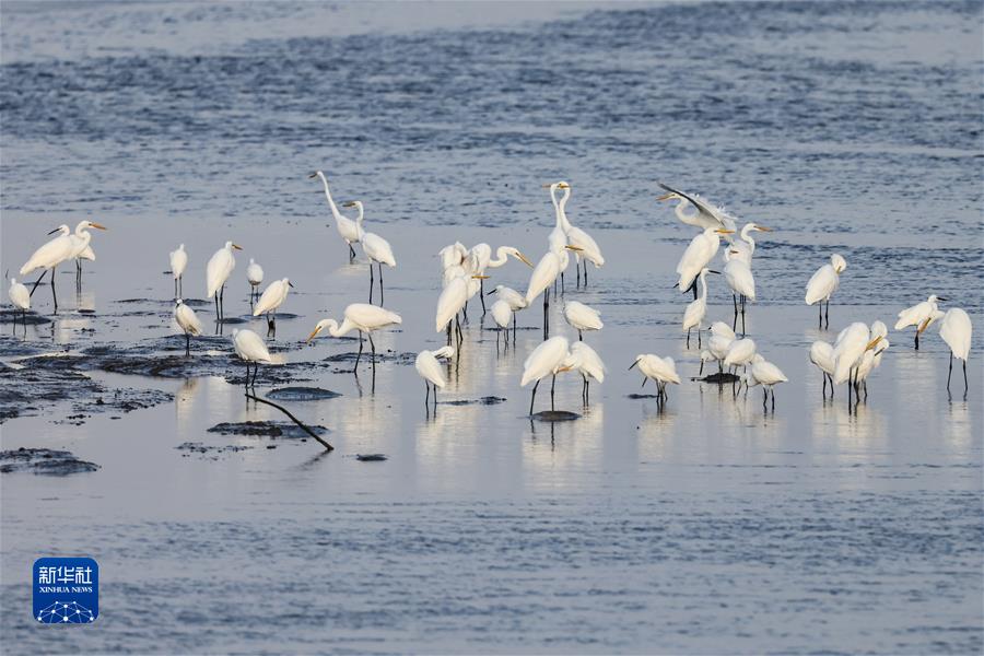 （镜观中国·百家乐平台社国内新闻照片一周精选）（2）海口：湿地如画引鸟来