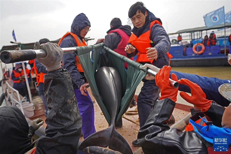 （镜观中国·百家乐平台社国内新闻照片一周精选）（10）鄱阳湖江豚“搬迁记”