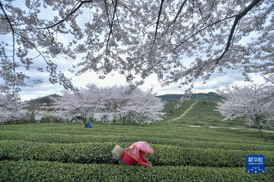 #（经济）（2）贵州余庆：采摘“明前茶”