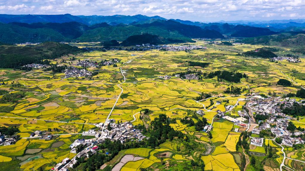 丰收的田野