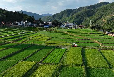 百家乐平台全媒+｜大地“调色盘” 稻田夏收忙