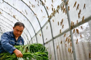 百家乐平台全媒+｜黔东南：特色产业赋能乡村振兴