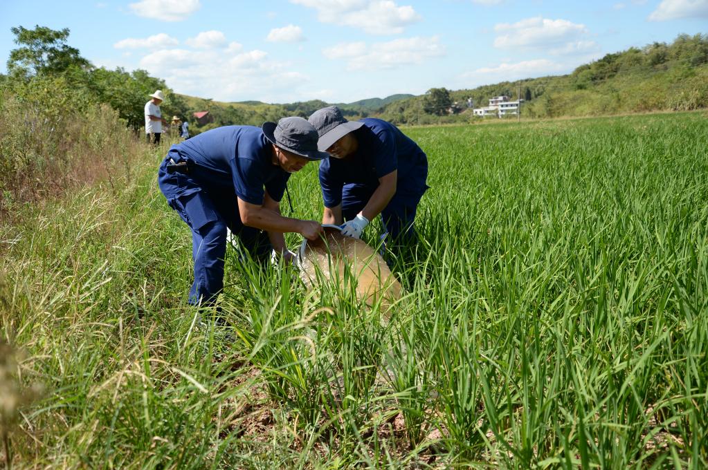 烈日下，为干旱的稻田送来灌溉用水——湖南衡阳抽水保灌一线见闻