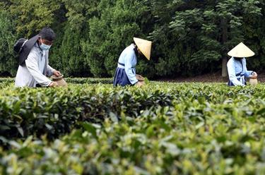 山东日照：体验采茶