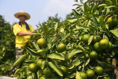 山乡特早橘上市 特色产业助共富