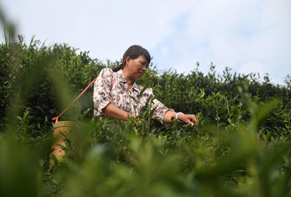 广西苍梧：六堡茶飘香乡村振兴路