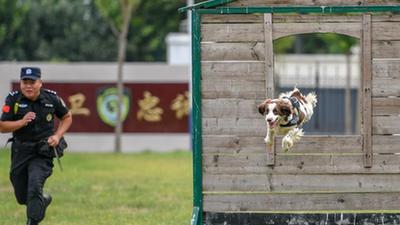 警犬“汪汪队”：搬新家 训练忙