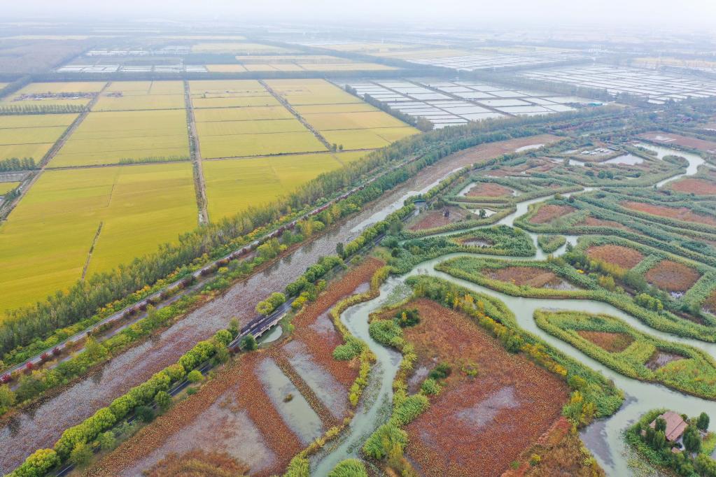 江苏泗洪：洪泽湖湿地秋意浓