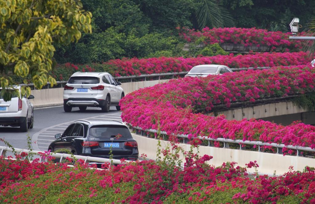 南宁：鲜花扮靓城市