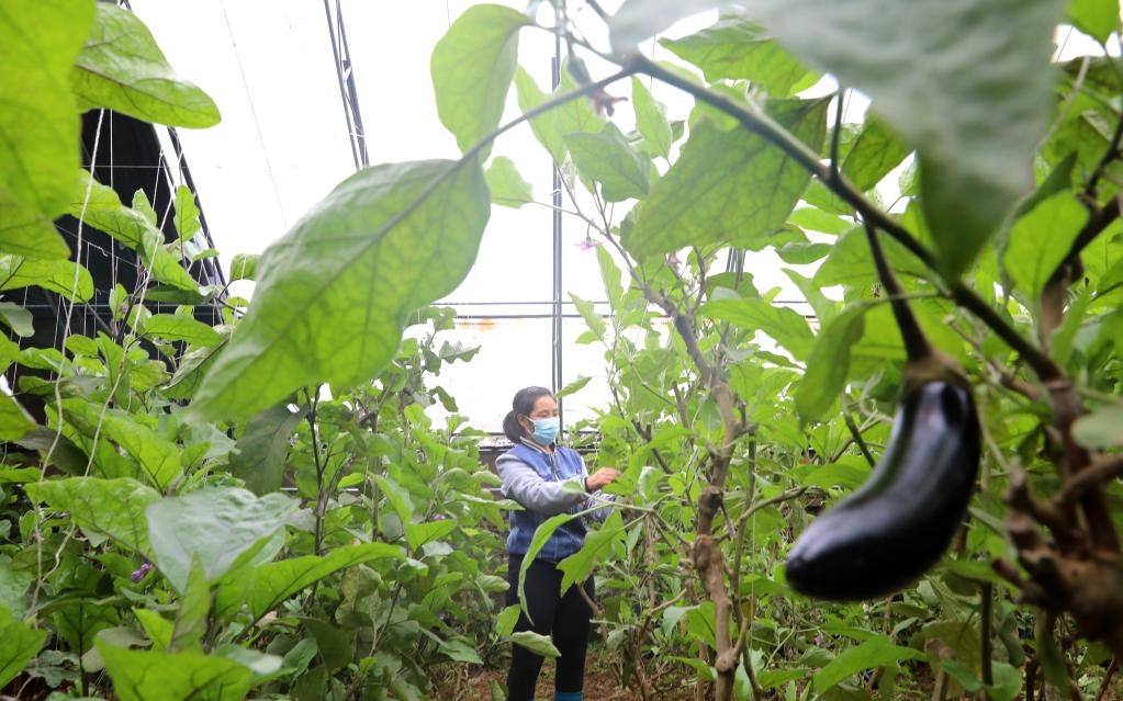 河北井陉：“冬闲不闲” 种植大棚瓜果蔬菜助农增收