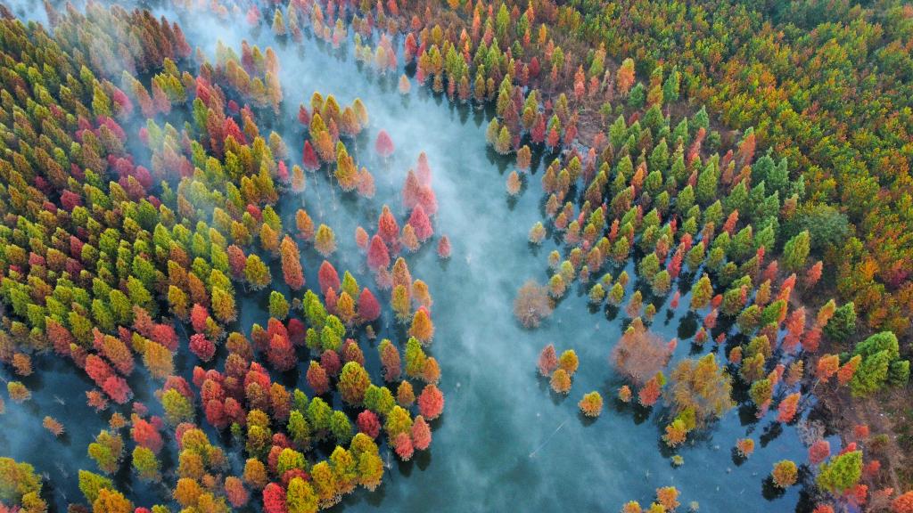 云南昆明：水杉湿地景色如画