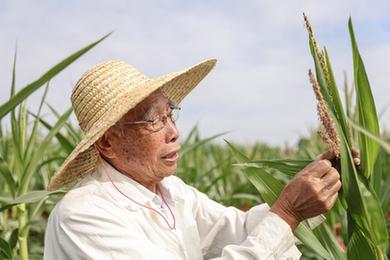 百家乐平台全媒+丨87岁，他在三亚南繁又一年