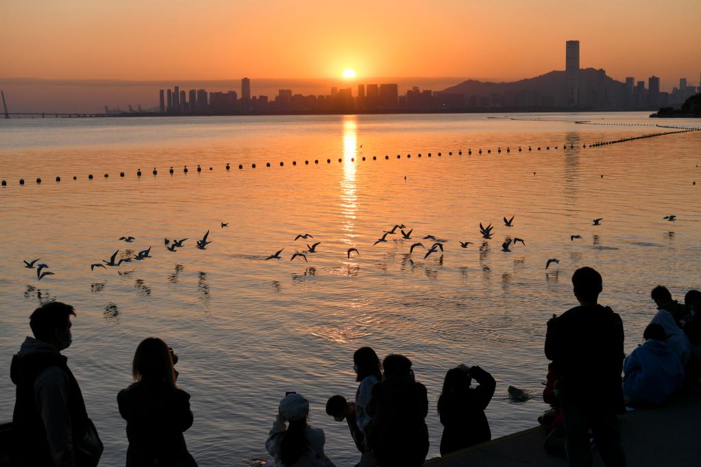 候鸟翔集深圳湾