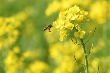 油菜花开迎春来