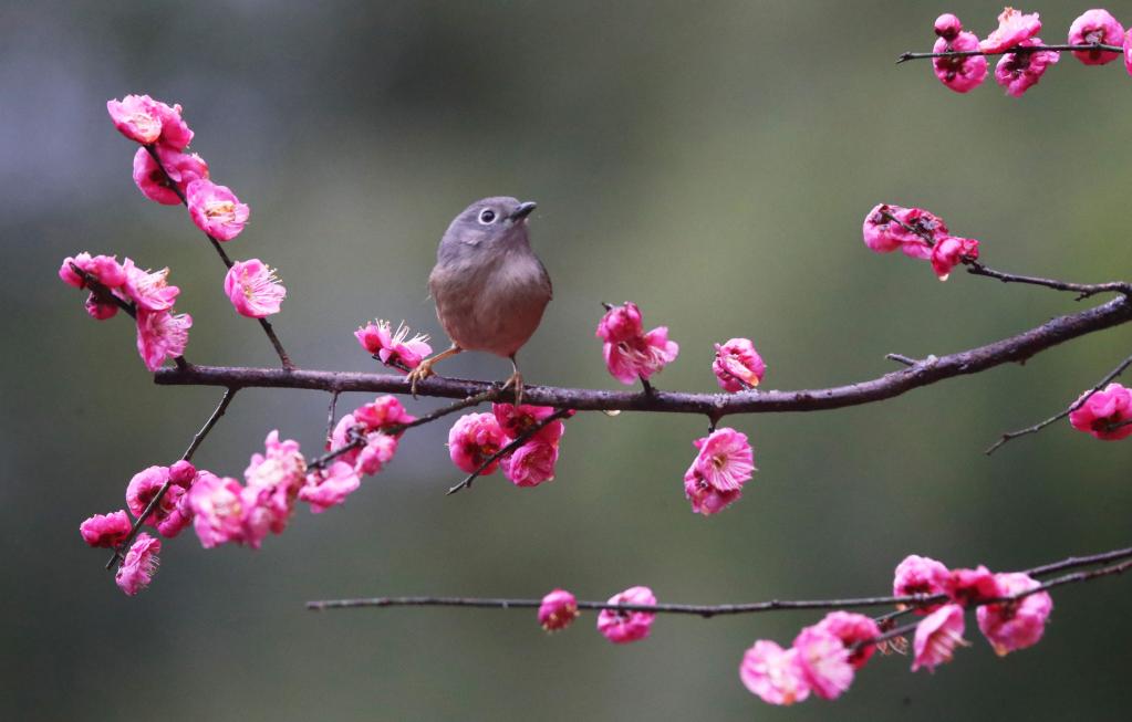 花开中国