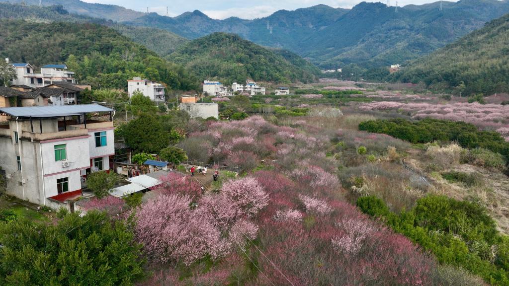 福建闽侯：梅花盛开若彩霞漫山