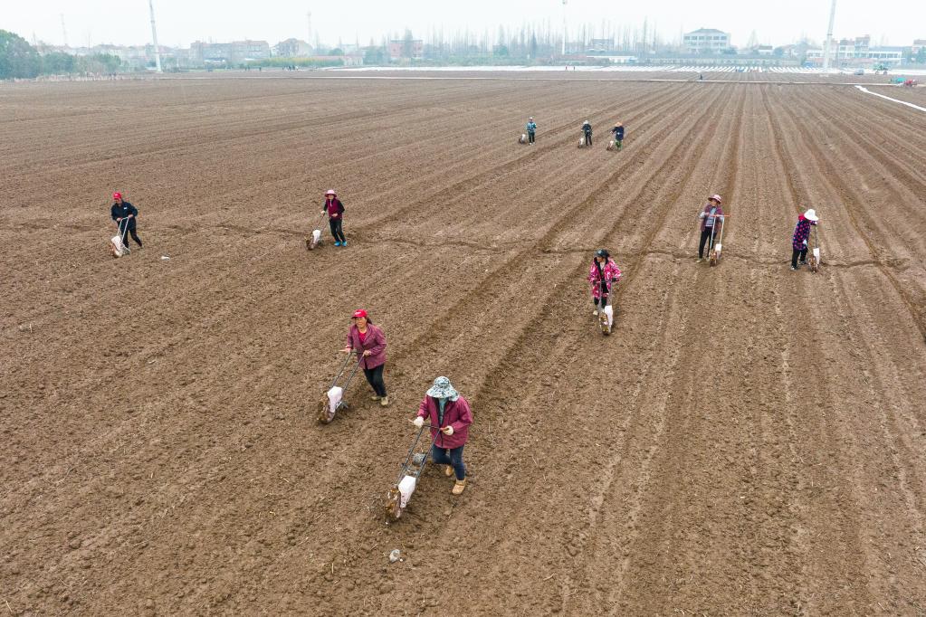 荆楚大地农事忙