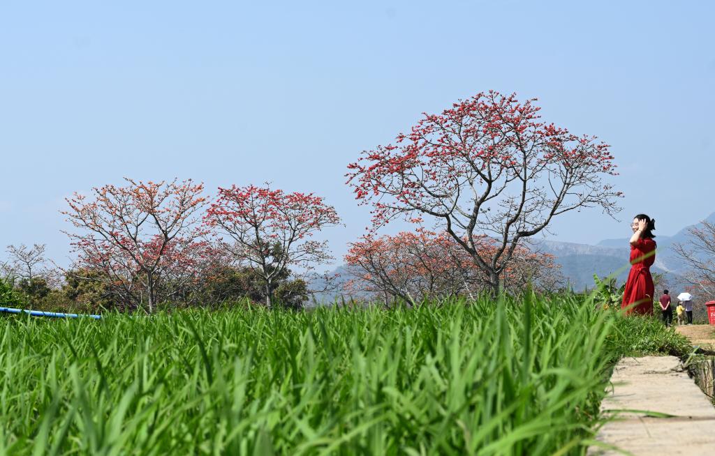 海南昌江：木棉花开引客来