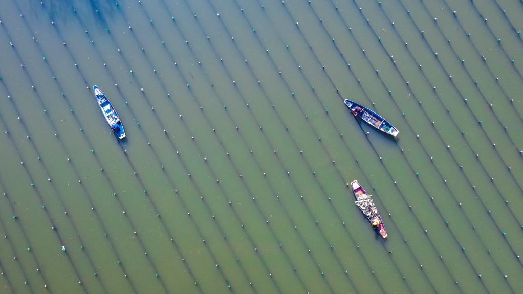 浙江长兴：河蚌育珠春管忙