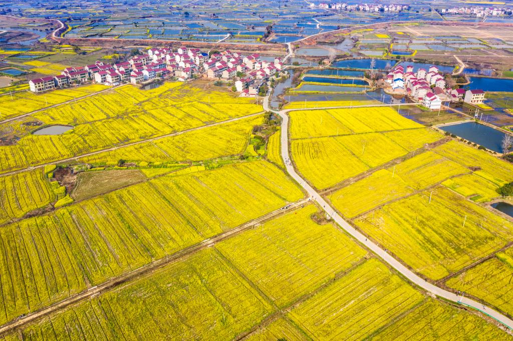 江西樟树：油菜花开春意浓