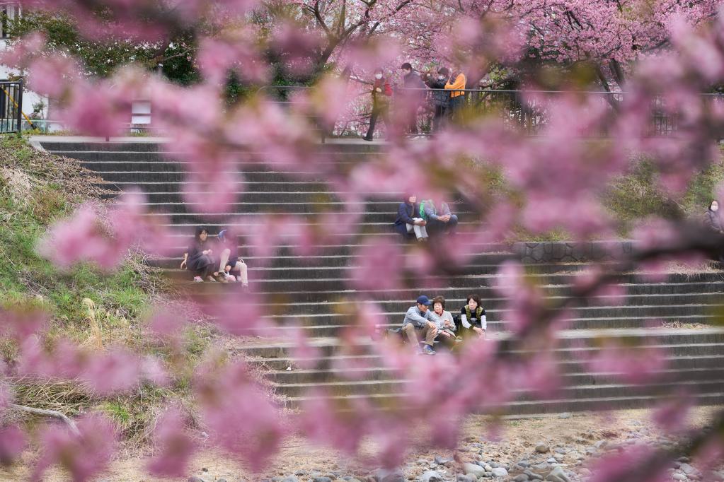 日本：河津樱花满开引客来