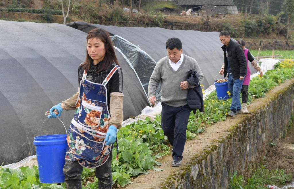 贵州遵义：春耕时节 农技专家下地头