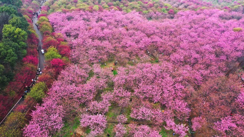 湖南常宁：樱花盛放满眼春