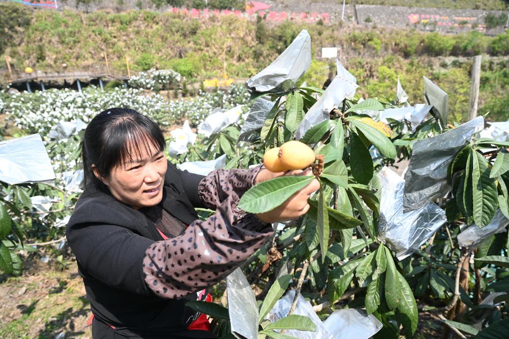 “枇杷姐姐”吴素华：把家乡枇杷产业做大做强