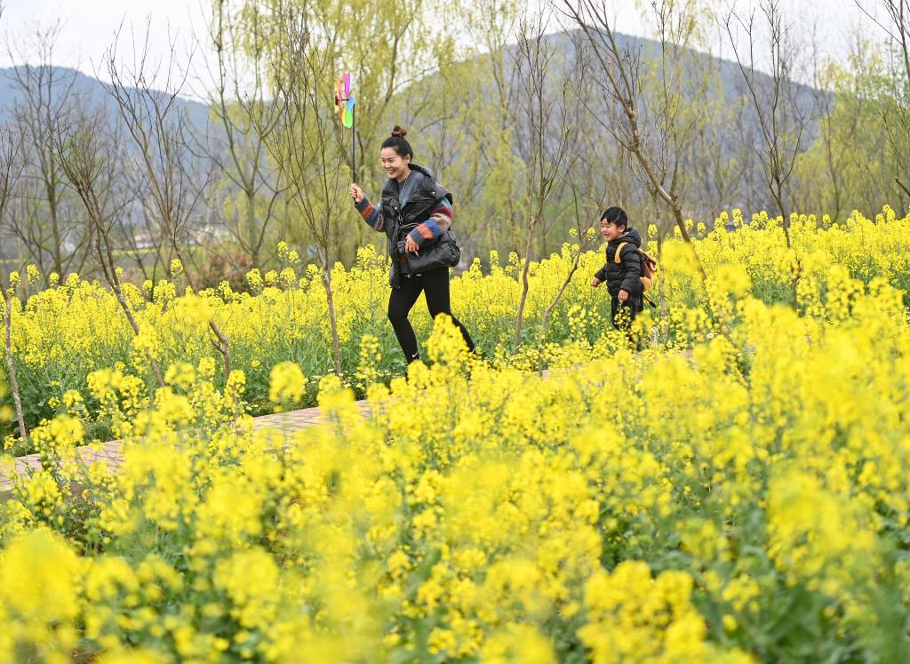 “赏花经济”点亮秦巴山谷