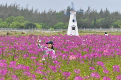 海南文昌：花海踏青消费旺