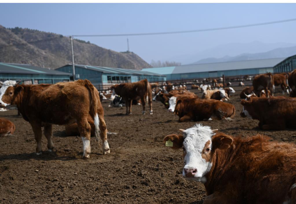 河北隆化：肉牛产业助农增收