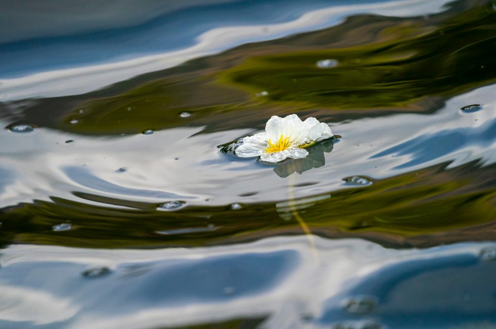 春日滇池 海菜花开