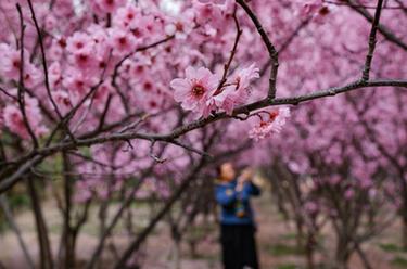 河南安阳：春花烂漫