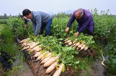 春季蔬菜基地收获忙