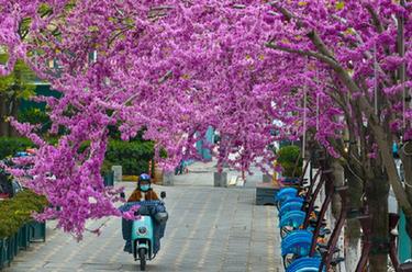 浪漫“紫荆路”