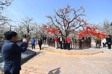 河南宁陵：梨园花海引客来