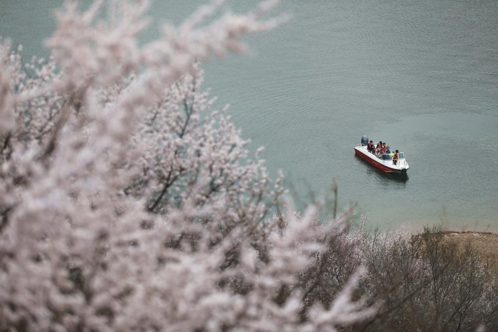 喜峰口长城山花开