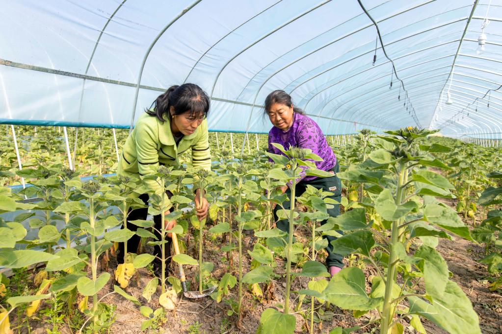 向日葵开出“致富花”