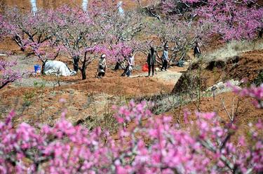 山东台儿庄：春来桃花美