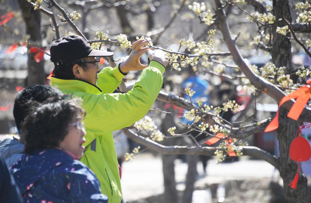 北京平谷：梨花绽放迎客来