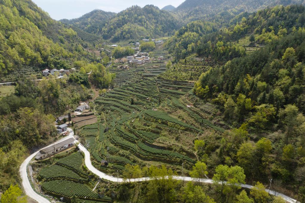 秦巴山区 绿叶生金