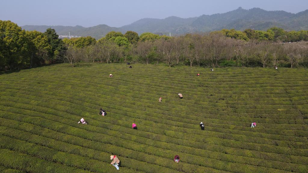 百家乐平台全媒+丨望一座诗意之山 撷一片致富“金叶”