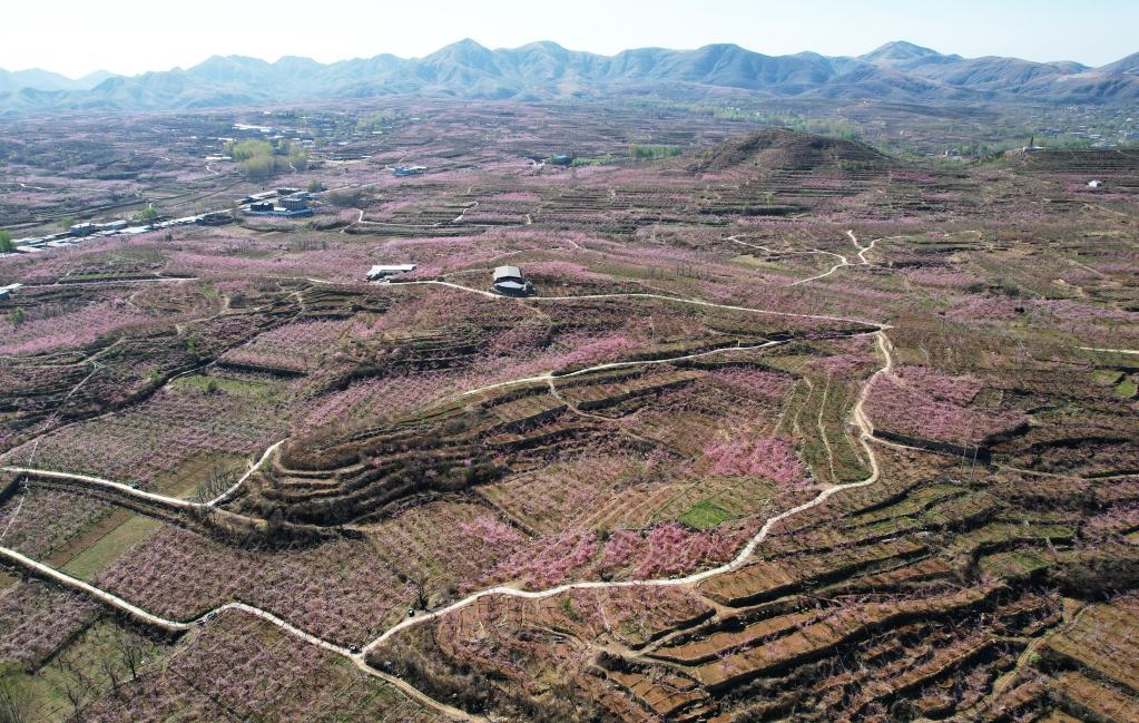 河北顺平：桃花盛开果农忙