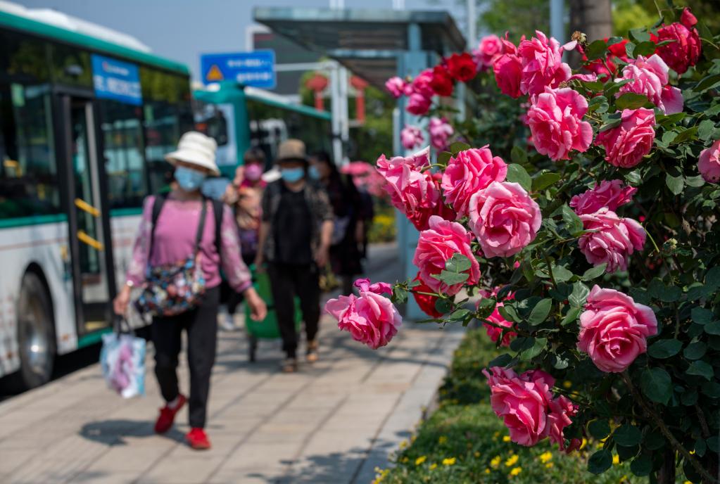 月季花开 扮靓春城