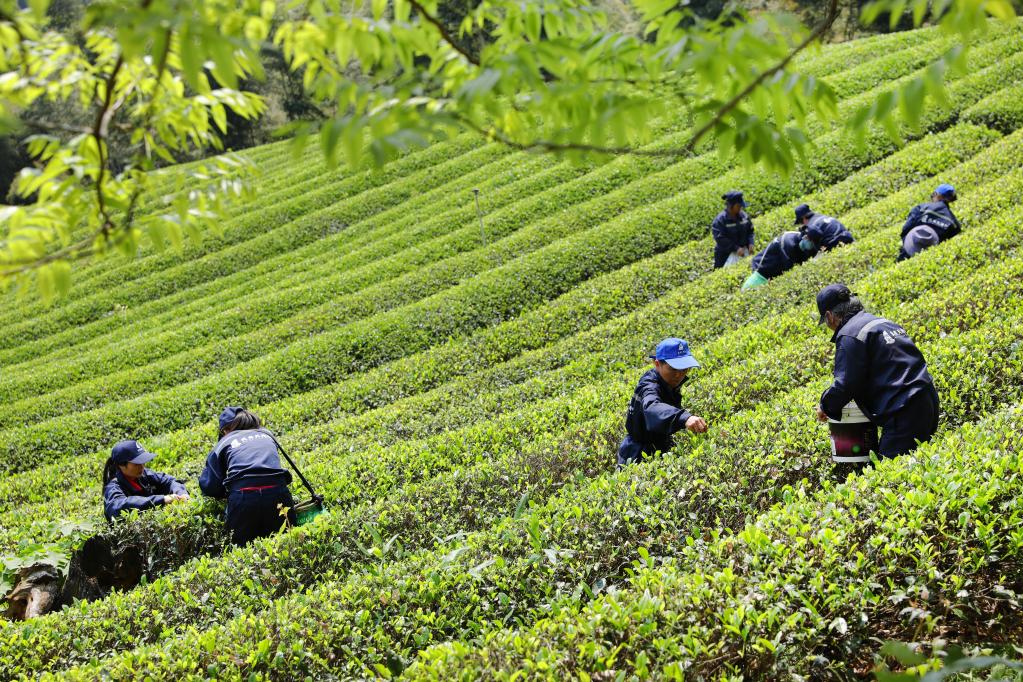 春茶采制正当时