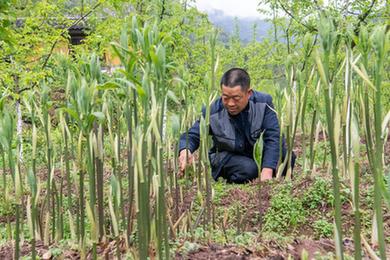 重庆石柱：黄精种植助农走上致富路