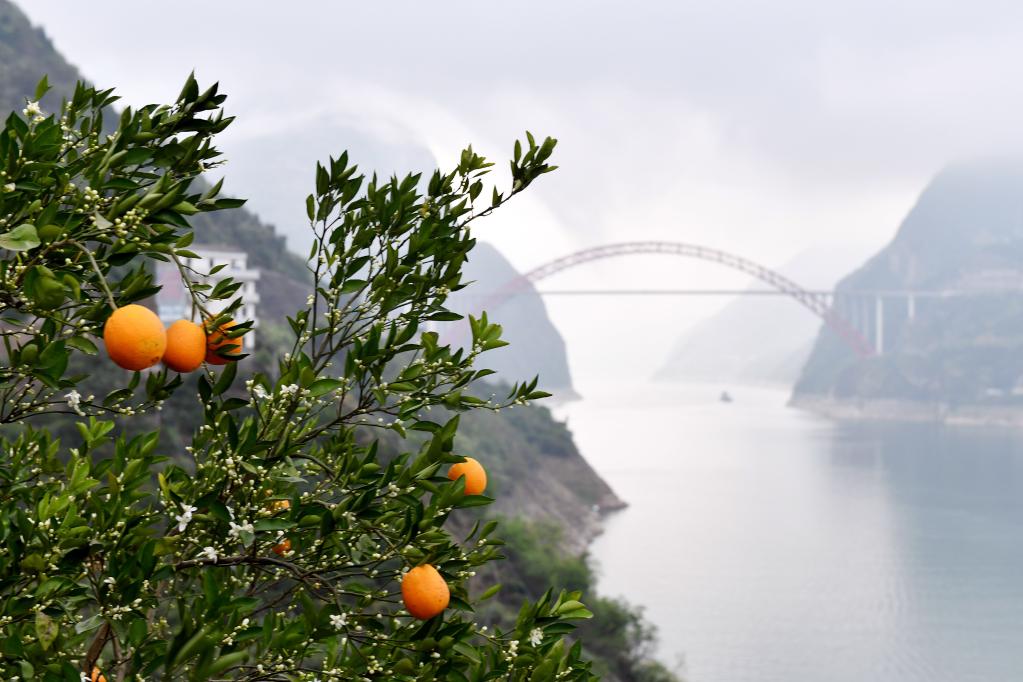 花果同树映峡江