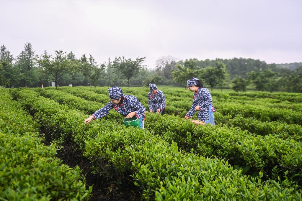 浙江金华：婺州举岩茶采收忙