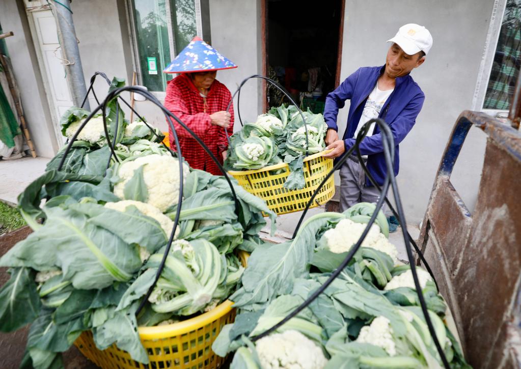 福建大湖乡：特色种植盘活闲置山区田